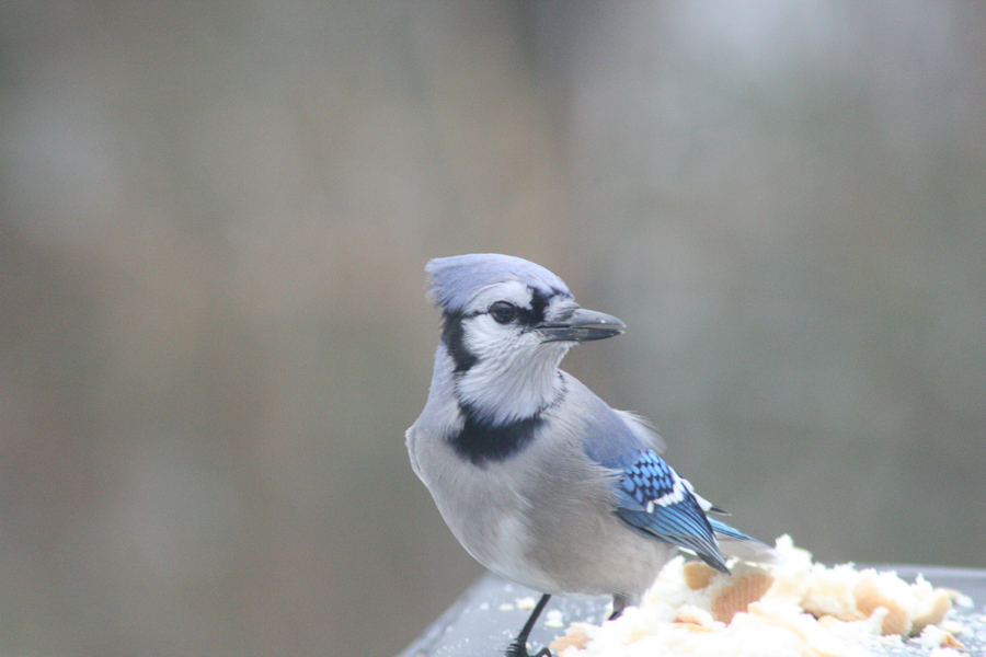 Blue Jay in the yard