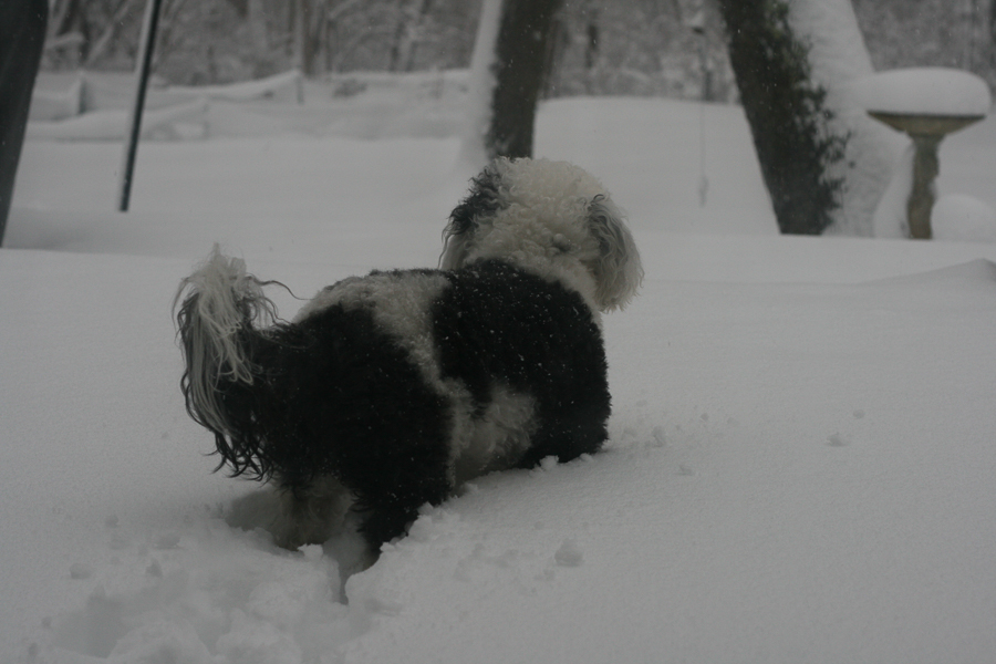 Da Keeks in the Feb 11 snowstorm