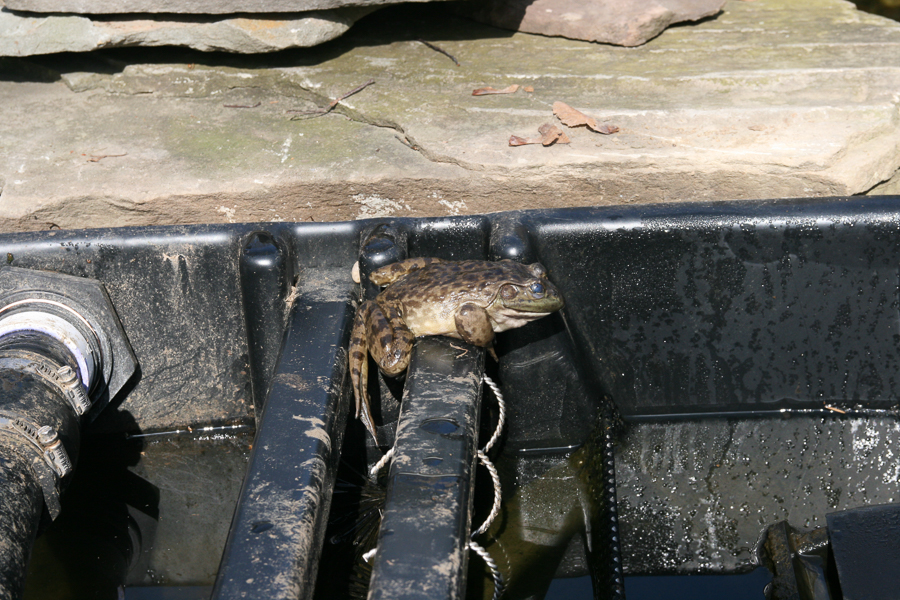 Big frog in the pond filter