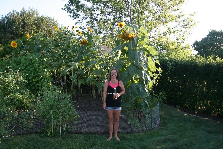 now that is a big sunflower!!