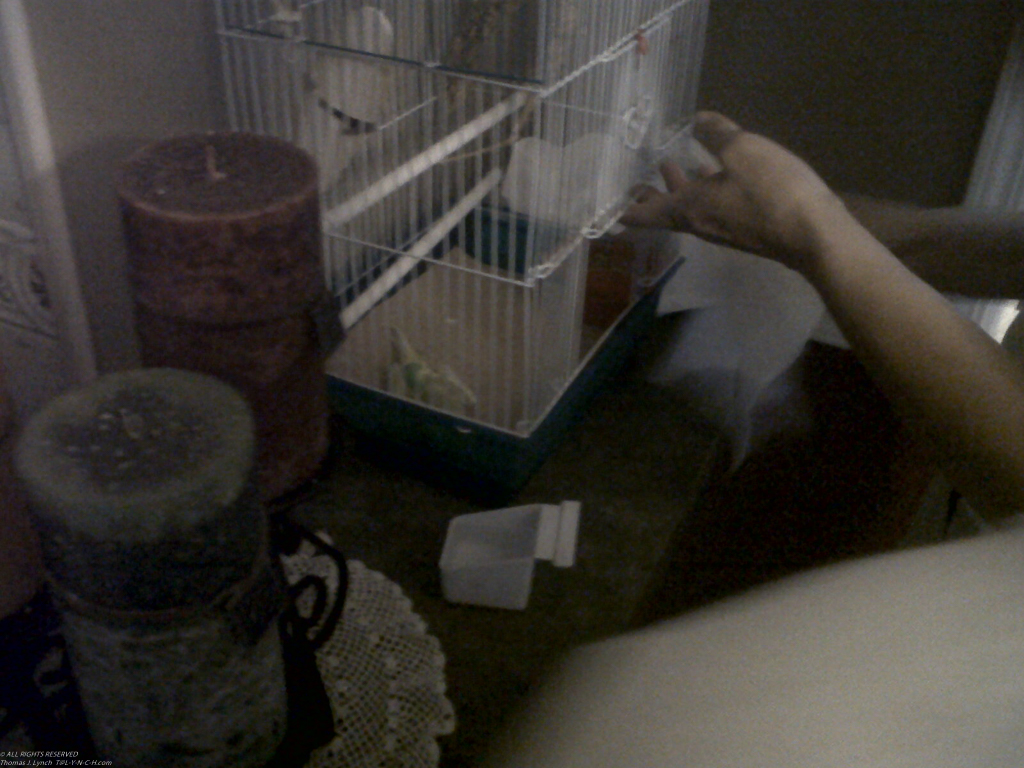Poor Georgy the Bird  ~~  Broke its leg and never recovered.  2004 -  2011 RIP