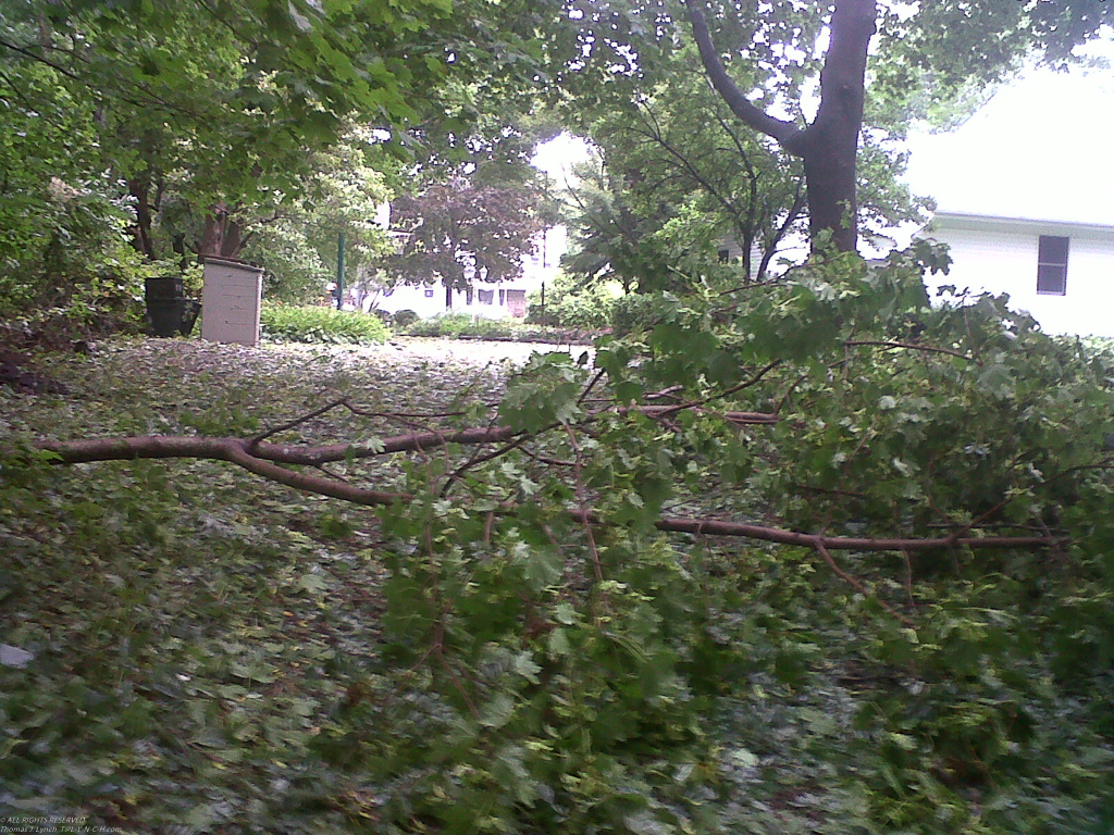 After Irene  ~~  biggest branch down - not too bad.