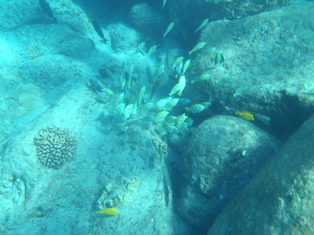 snorkeling on the reef  ~~  