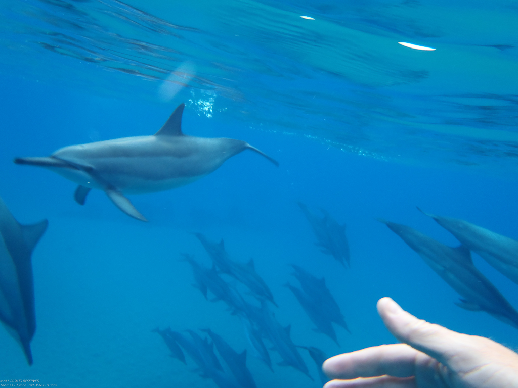 dolphins in Manele Bay   ~~  OLYMPUS DIGITAL CAMERA