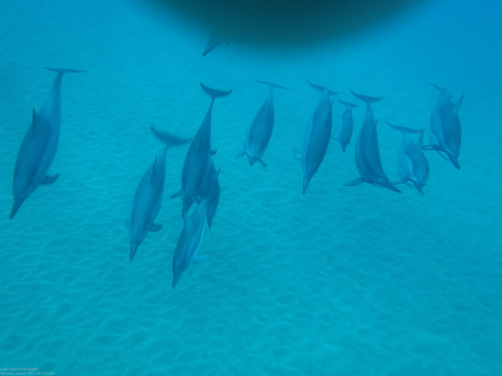 dolphins in Manele Bay   ~~  