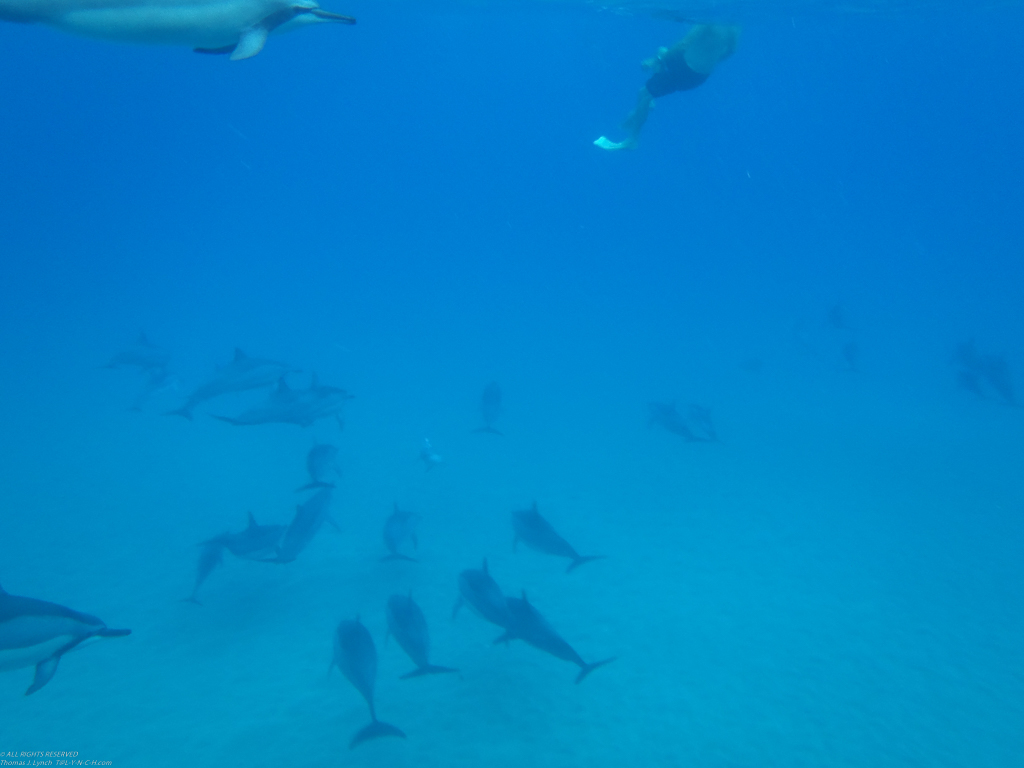 dolphins in Manele Bay   ~~  Balazs Horvath is that YOU the AM from Hungary?