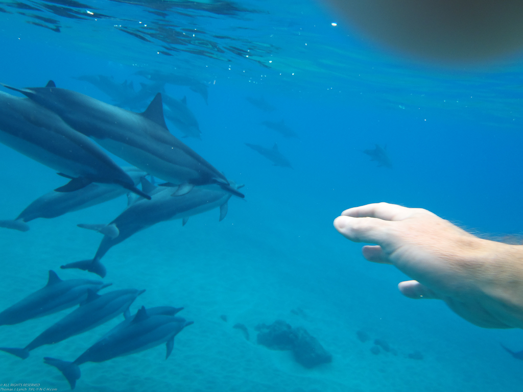 Dolphins in Manele Bay   ~~  