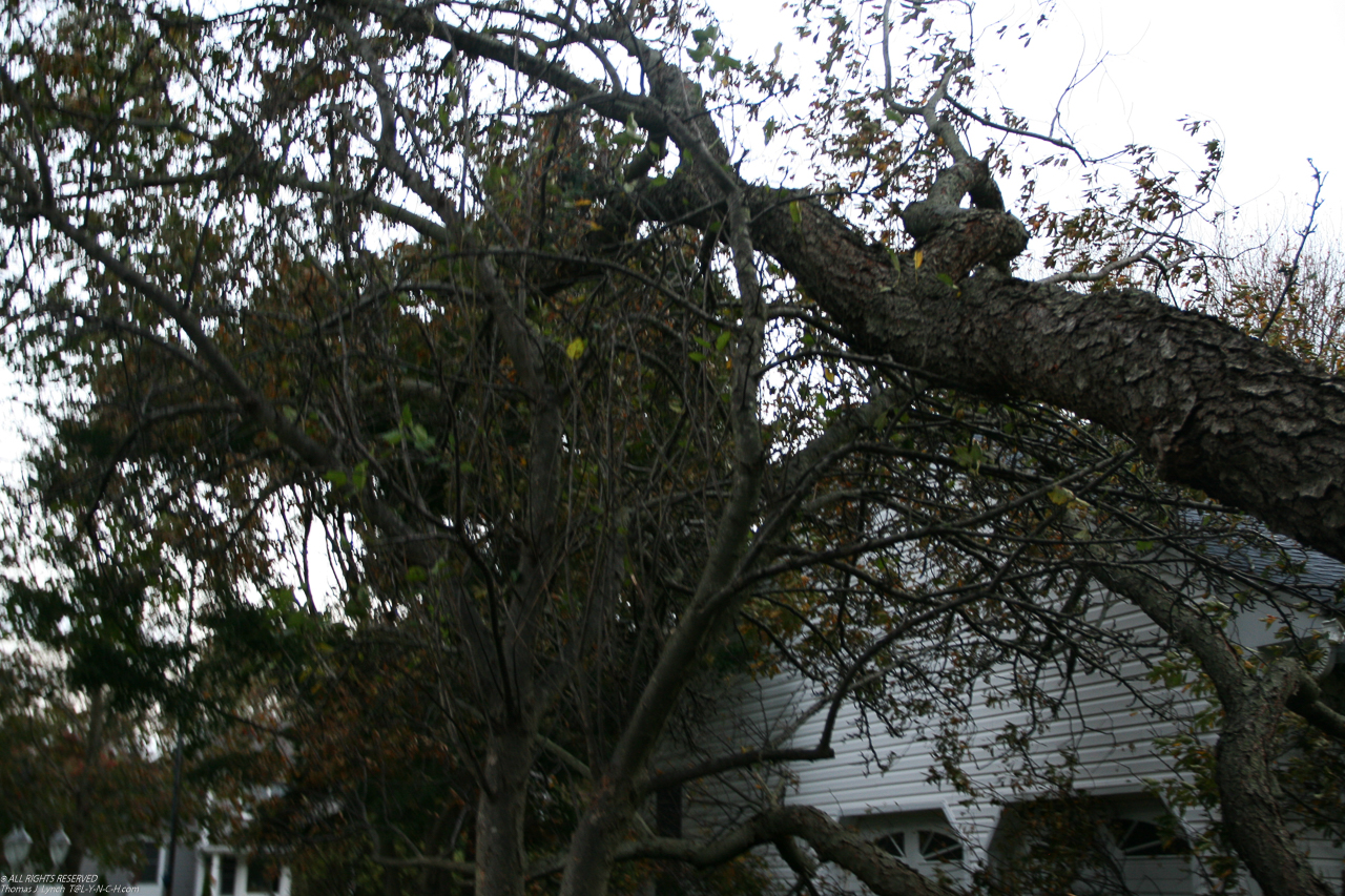 Hurricane Sandy come to town Nov 2012  ~~  tree on house