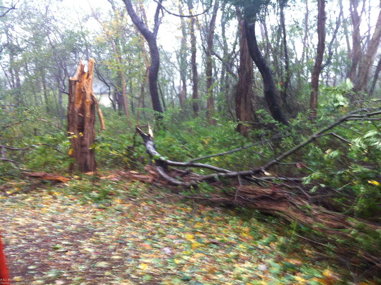 Hurricane Sandy come to town Nov 2012  ~~  Tree #2: next to my barn but fell back to the town's easment mainly.