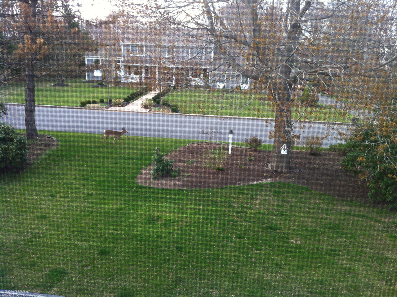 The deer are already out snacking on my trees  ~~  