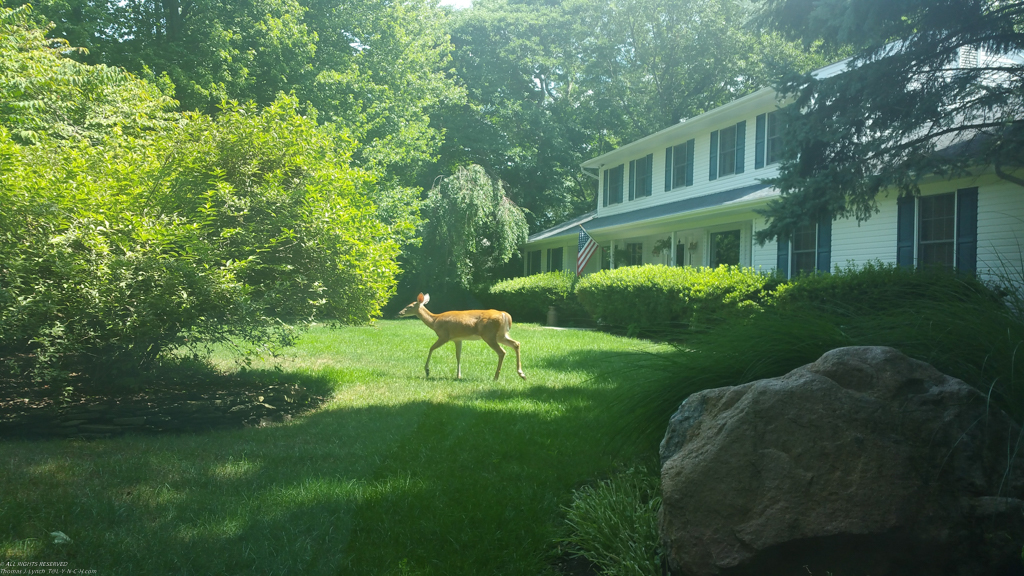Fawn on the Lawn  ~~  