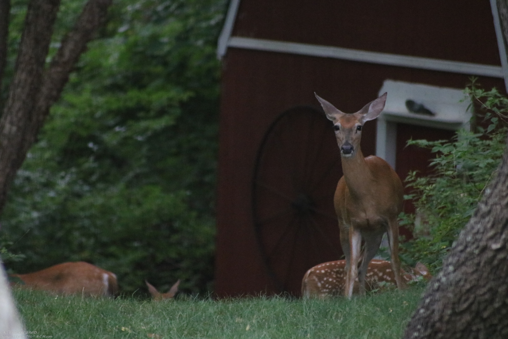 Backyard at the Lynch Shack near the barn  ~~  family of 5 deer I am feeding!!!
