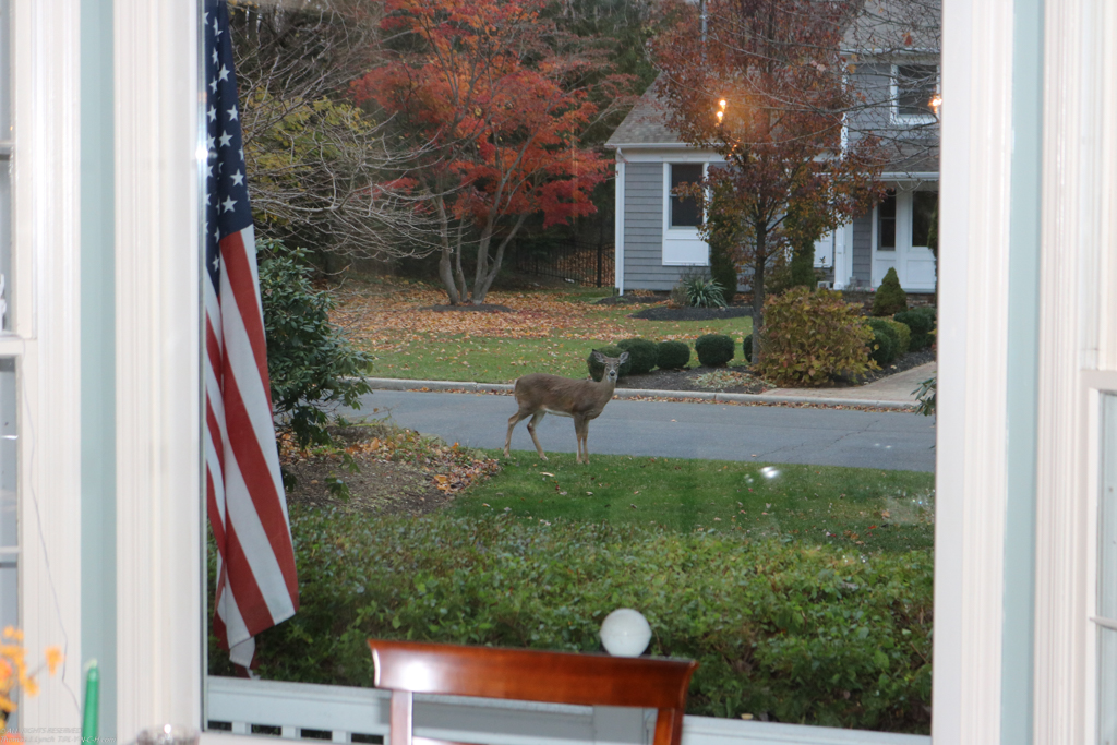 2016 - year of the deer here on Long Island  ~~  Mild winter last year, lots of vegetation.  Lots of these buddies roaming around.