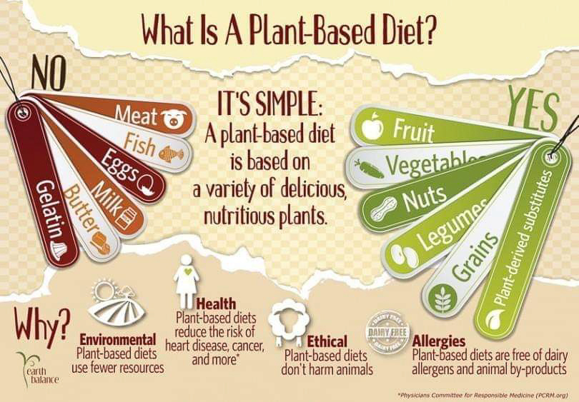 Plant Based Diet  ~~  