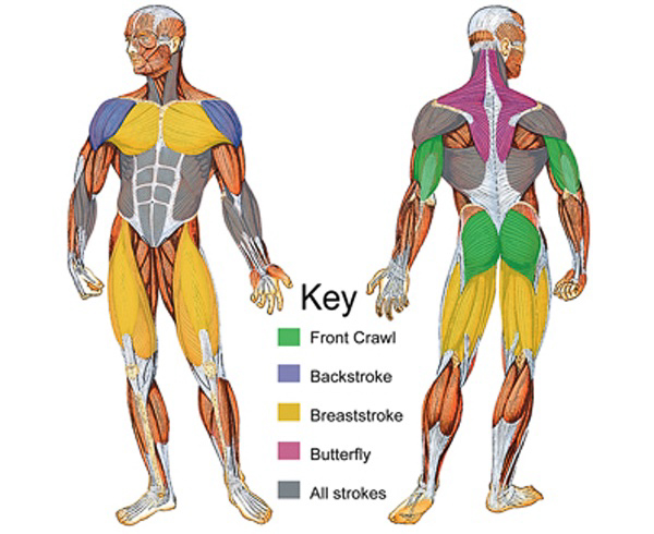 Muscles used in swimming  ~~  